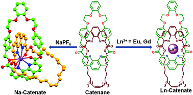 Graphical abstract: A multifunctional catenated host for the efficient binding of Eu3+ and Gd3+