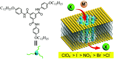 Graphical abstract: Structurally simple trimesic amides as highly selective anion channels