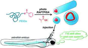 Graphical abstract: Straightforward access to biocompatible poly(2-oxazoline)-coated nanomaterials by polymerization-induced self-assembly