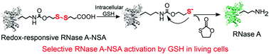 Graphical abstract: Developing chemically modified redox-responsive proteins as smart therapeutics