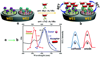 Graphical abstract: A novel electrochemiluminescence resonance energy transfer system for simultaneous determination of two acute myocardial infarction markers using versatile gold nanorods as energy acceptors