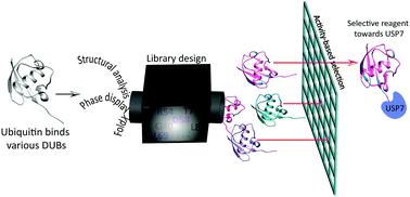 Graphical abstract: USP7: combining tools towards selectivity