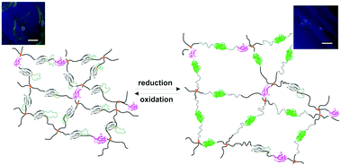 Graphical abstract: Dynamic protein hydrogels with reversibly tunable stiffness regulate human lung fibroblast spreading reversibly