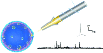 Graphical abstract: Amperometric monitoring of vesicular dopamine release using a gold nanocone electrode