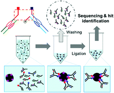 Graphical abstract: Second generation DNA-encoded dynamic combinatorial chemical libraries