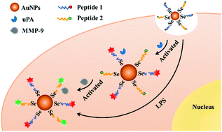 Graphical abstract: A gold–selenium-bonded nanoprobe for real-time in situ imaging of the upstream and downstream relationship between uPA and MMP-9 in cancer cells