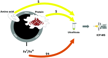 Graphical abstract: A simple assay for probing transformations of superparamagnetic iron oxide nanoparticles in human serum