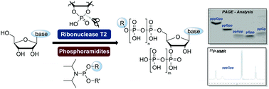 Graphical abstract: Magic spot nucleotides: tunable target-specific chemoenzymatic synthesis
