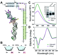 Graphical abstract: A ribose modification of Spinach aptamer accelerates lead(ii) cation association in vitro