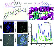 Graphical abstract: The visualization of hERG channels in living cells via a fluorescent probe regulated by the synergy between solvatochromism and molecular rotation based on simple targeting of the group 4-benzylaniline