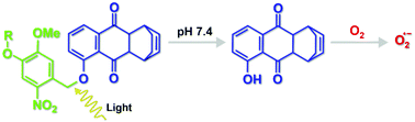 Graphical abstract: Photocontrolled endogenous reactive oxygen species (ROS) generation