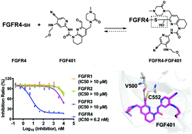 Graphical abstract: Characterization of FGF401 as a reversible covalent inhibitor of fibroblast growth factor receptor 4