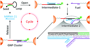 Graphical abstract: A DNA encoding loop program: the snowball effect enhanced microRNA visualization in living cells