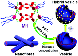 Graphical abstract: Synthesis and controllable self-assembly of 3D amphiphilic organoplatinum(ii) metallacages in water