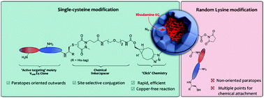 Graphical abstract: Oriented attachment of VNAR proteins, via site-selective modification, on PLGA–PEG nanoparticles enhances nanoconjugate performance