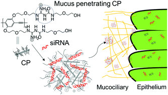 Graphical abstract: A guanylurea-functionalized conjugated polymer enables RNA interference in ex vivo human airway epithelium