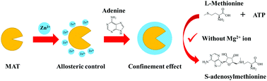 Graphical abstract: Metal-nucleobase hybrid nanoparticles for enhancing the activity and stability of metal-activated enzymes