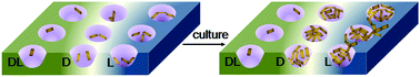 Graphical abstract: Cell adhesion and proliferation in chiral pores triggered by polyoxometalates