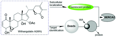 Graphical abstract: Cellular target identification of Withangulatin A using fluorescent analogues and subsequent chemical proteomics