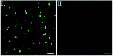 Graphical abstract: Single-molecule counting of oxidative DNA damage in telomeres from cancer cells