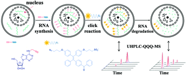 Graphical abstract: Visualization and quantification of cellular RNA production and degradation using a combined fluorescence and mass spectrometry characterization assay