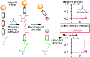Graphical abstract: Chemoselective probe for detailed analysis of ketones and aldehydes produced by gut microbiota in human samples