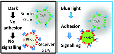 Graphical abstract: Light controlled cell-to-cell adhesion and chemical communication in minimal synthetic cells