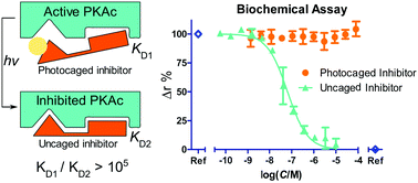 Graphical abstract: Efficient photocaging of a tight-binding bisubstrate inhibitor of cAMP-dependent protein kinase