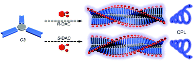 Graphical abstract: The chiral amine triggered self-assembly of achiral emissive molecules into circularly polarized luminescent supramolecular assemblies