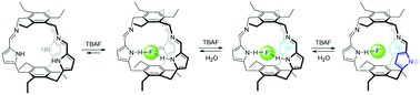 Graphical abstract: Small triiminopyrrolic molecular cage with high affinity and selectivity for fluoride