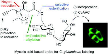 Graphical abstract: First access to a mycolic acid-based bioorthogonal reporter for the study of the mycomembrane and mycoloyltransferases in Corynebacteria