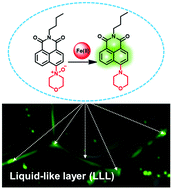 Graphical abstract: Enhanced sensitivity of fluorescence-based Fe(ii) detection by freezing