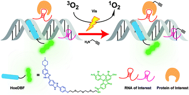 Graphical abstract: A new chemical approach for proximity labelling of chromatin-associated RNAs and proteins with visible light irradiation