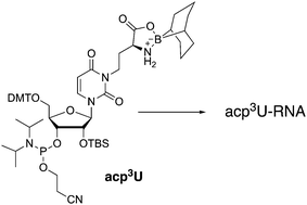 Graphical abstract: Synthesis of an acp3U phosphoramidite and incorporation of the hypermodified base into RNA