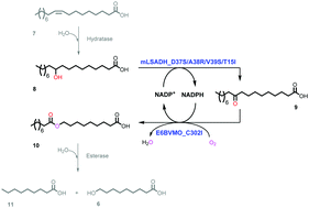 Graphical abstract: Cofactor specificity engineering of a long-chain secondary alcohol dehydrogenase from Micrococcus luteus for redox-neutral biotransformation of fatty acids