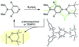 Graphical abstract: Isolable diboryl radicals acting as highly efficient reaction intermediates under mild conditions