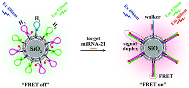 Graphical abstract: A dynamic 3D DNA nanostructure based on silicon-supported lipid bilayers: a highly efficient DNA nanomachine for rapid and sensitive sensing