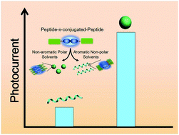 Graphical abstract: Solvent-tunable dipeptide-based nanostructures with enhanced optical-to-electrical transduction