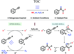 Graphical abstract: Visible-light-promoted oxidative halogenation of alkynes