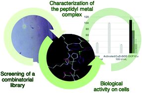 Graphical abstract: An easy-to-implement combinatorial approach involving an activity-based assay for the discovery of a peptidyl copper complex mimicking superoxide dismutase