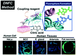 Graphical abstract: De novo formation of citrate-based fluorophores on N-termini of peptides and proteins in cells and tissues