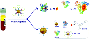 Graphical abstract: Human serum albumin as an intrinsic signal amplification amplifier for ultrasensitive assays of the prostate-specific antigen in human plasma