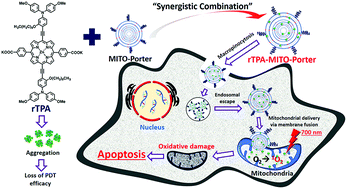 Graphical abstract: The optimization of cancer photodynamic therapy by utilization of a pi-extended porphyrin-type photosensitizer in combination with MITO-Porter