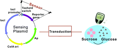 Graphical abstract: Homogeneous and universal transduction of various nucleic acids to an off-shelf device based on programmable toehold switch sensing