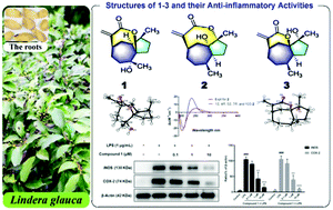 Graphical abstract: Pseudoguaianelactones A–C: three unusual sesquiterpenoids from Lindera glauca with anti-inflammatory activities by inhibiting the LPS-induced expression of iNOS and COX-2
