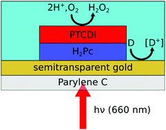 Graphical abstract: Organic thin film photofaradaic pixels for on-demand electrochemistry in physiological conditions