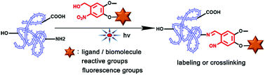 Graphical abstract: Phototriggered labeling and crosslinking by 2-nitrobenzyl alcohol derivatives with amine selectivity