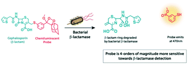 Graphical abstract: A cephalosporin–chemiluminescent conjugate increases beta-lactamase detection sensitivity by four orders of magnitude