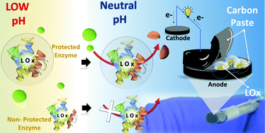 Graphical abstract: Enzymatic biofuel cells based on protective hydrophobic carbon paste electrodes: towards epidermal bioenergy harvesting in the acidic sweat environment