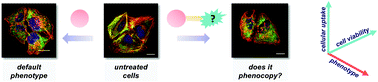 Graphical abstract: A phenotypic approach to probing cellular outcomes using heterobivalent constructs